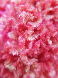 Full frame shot of pink flower