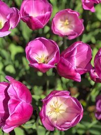 Close-up of pink flowering plants in park