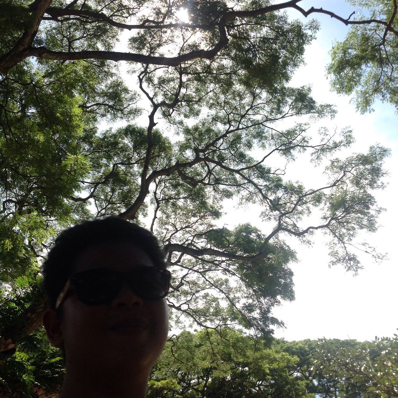 tree, low angle view, branch, growth, person, nature, part of, silhouette, sky, lifestyles, day, outdoors, leisure activity, clear sky, cropped, men, sunlight