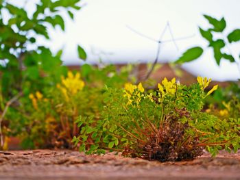 Close-up of flowering plants on field against sky