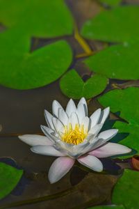 Close-up of lotus water lily in pond