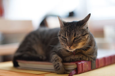 Cat relaxing on bed