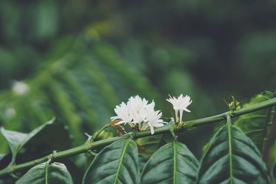 Close-up of white flowering plant