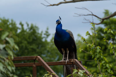 Low angle view of bird perching on branch against sky