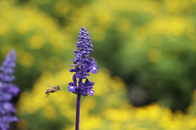 Close-up of purple flowers blooming outdoors