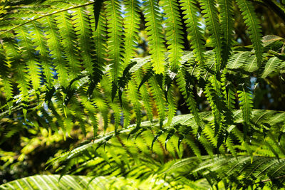 Close-up of fern growing on tree