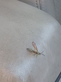 High angle view of fly on wall