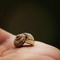 Close-up of human hand against black background