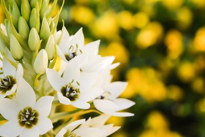Close-up of white flowers