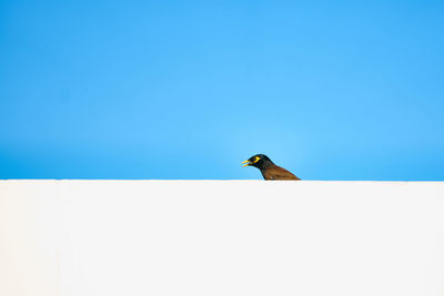 Low angle view of bird perching on wall
