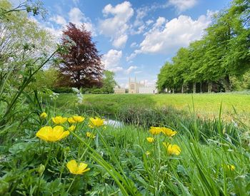 Yellow flowering plants on field against sky