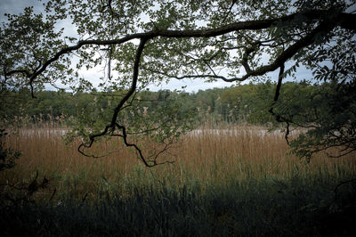 Trees on field by lake