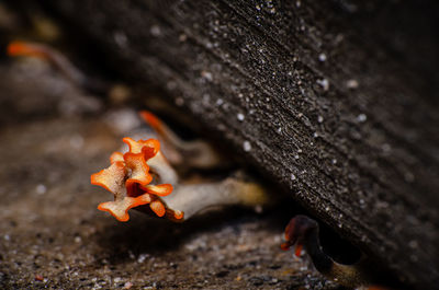 Close-up of orange mushroom on wood