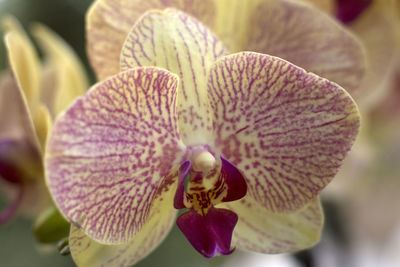 Close-up of purple orchid