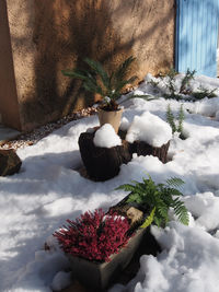 Snow covered cactus plants