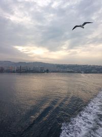 Birds flying over sea against sky