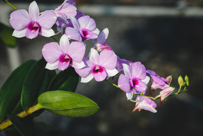 Close-up of pink orchids blooming outdoors