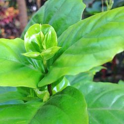 Close-up of plant