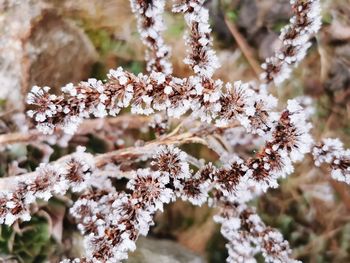 Close-up of cherry blossom tree during winter