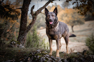 Portrait of dog standing on field