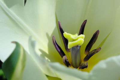 Close-up of yellow flower