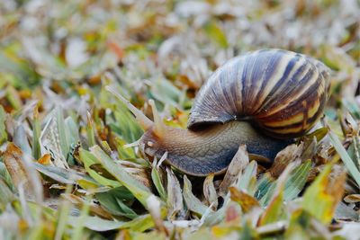 Closeup snail on the grass