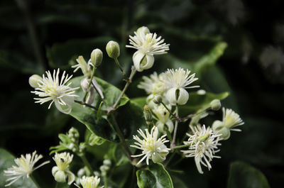 Close-up of white flowering plants