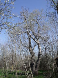 Low angle view of bare trees against sky