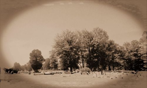 Trees on field against clear sky