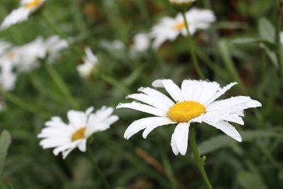 Close-up of white daisy flowers