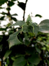 Close-up of insect on leaf