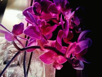 Close-up of pink flowers