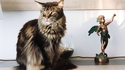 Cat on table at home