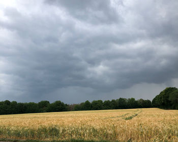 Scenic view of agricultural field against sky