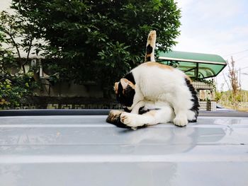 Cat cleaning self while sitting on car roof against tree