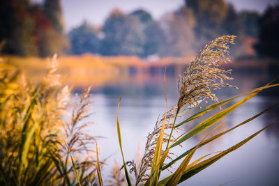 Close-up of stalks against blurred background