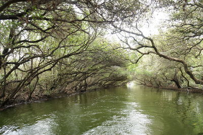 Scenic view of river amidst trees