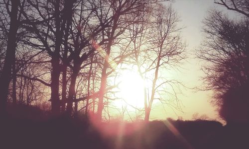 Sunlight streaming through silhouette trees in forest during sunset