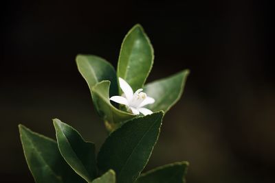 Close-up of white flowering plant against black background