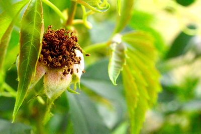 Close-up of plant