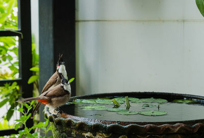 Close-up of bird perching on a feeder