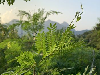 Close-up of fern and trees against sky