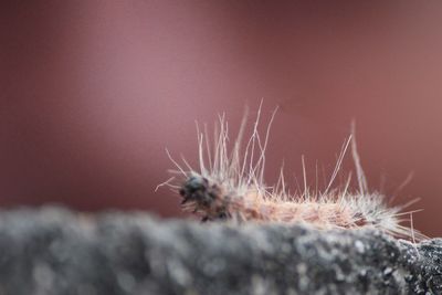 Close-up of caterpillar