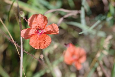 Close-up of red flowering plant