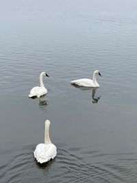 Swans swimming in lake