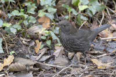 A close-up of a female blackbird, a species of thrush, foraging amongst the autumn leaves.