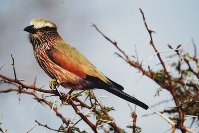 Low angle view of bird perching on branch