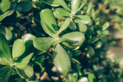 Closeup of crassula ovata, commonly known as jade plant, lucky plant, money plant or money tree.