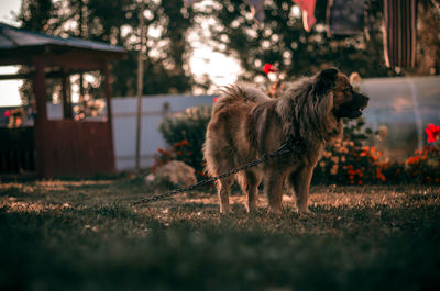 Dog looking away on field