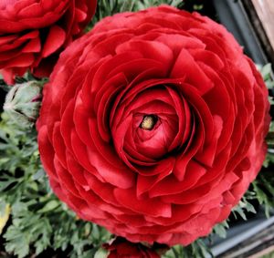 Close-up of red rose